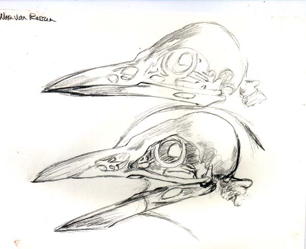 Crow skeleton scketch