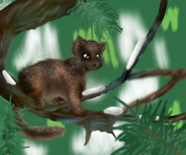 Pine Marten