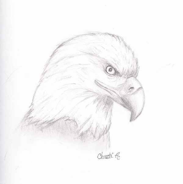 Bald Eagle Sketch