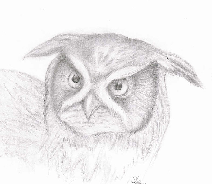 Owl