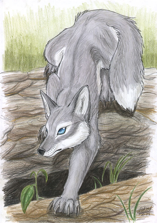 Grey fox