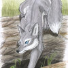 Grey fox