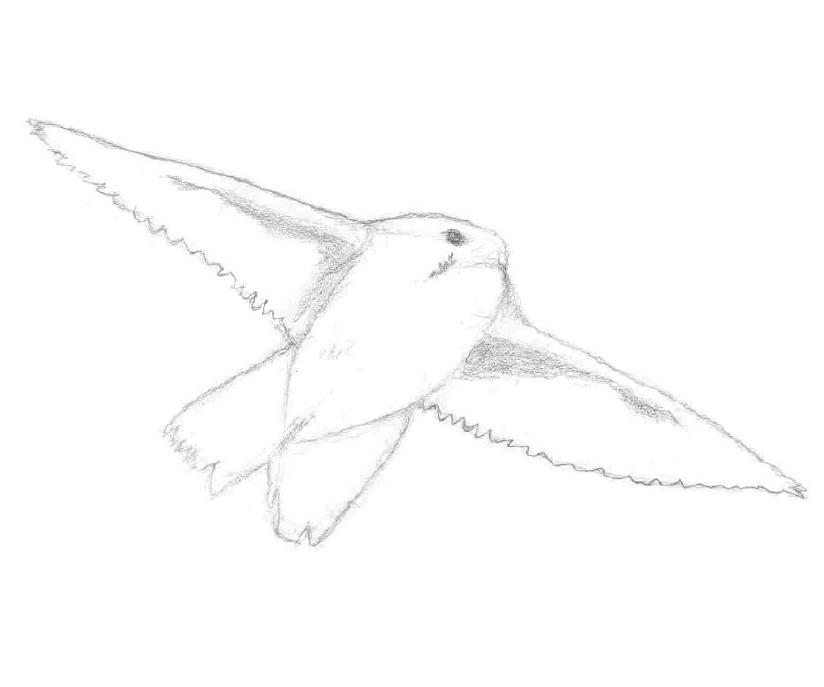 Drawing of a Bird in Flight 07/2011