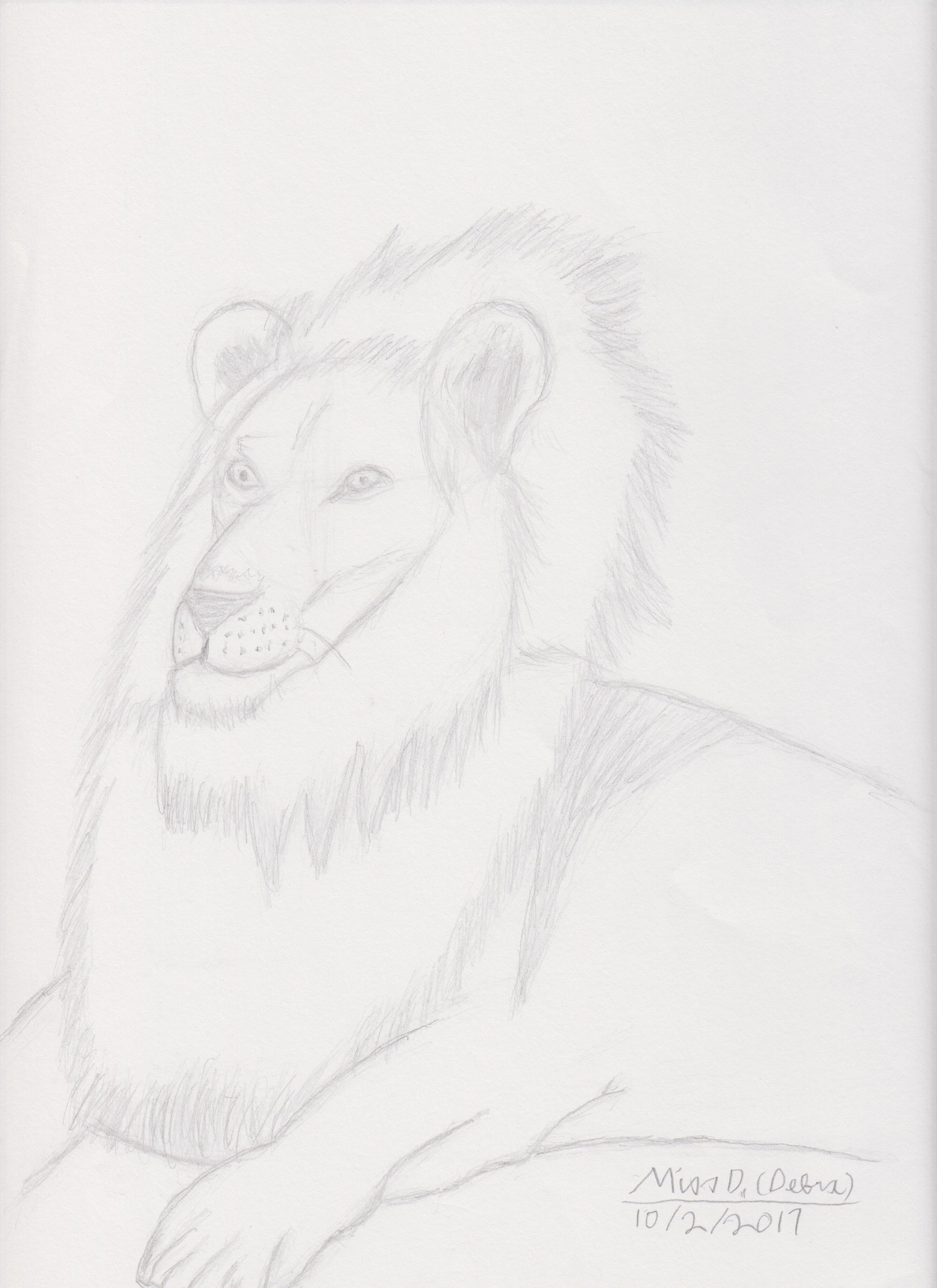 Lion Sketch