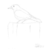 A Drawing of Eastern Bluebird 06/2011