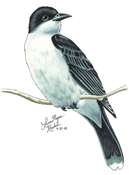 Eastern Kingbird