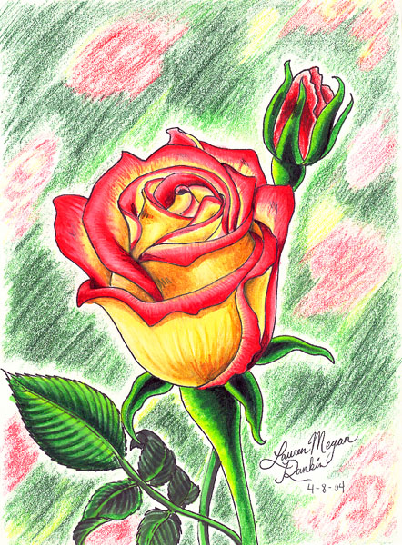 Pink and Yellow Rose