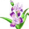 Irises