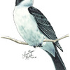 Eastern Kingbird