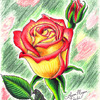 Pink and Yellow Rose