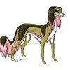 Pink and Brown Saluki