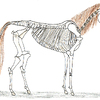 Skeleton Horse