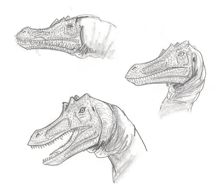 raptor heads