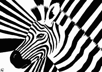 Zebra