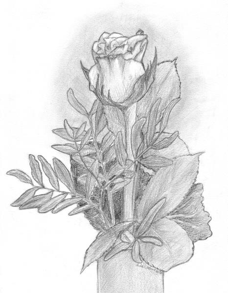 A Rose