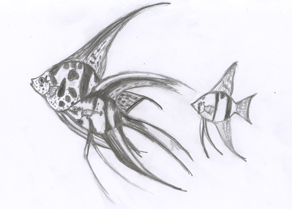 Angelfish