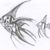 Angelfish