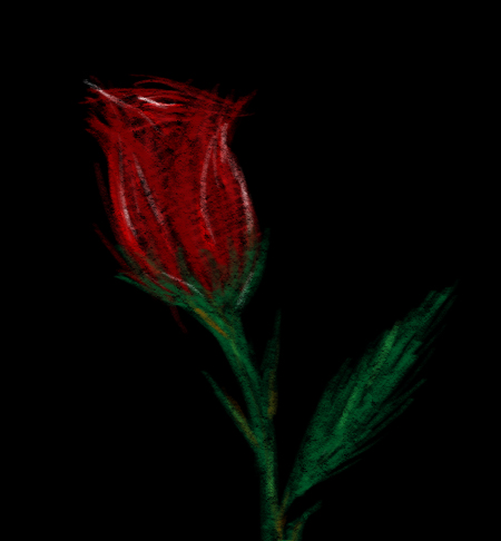 A Rose