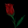 A Rose