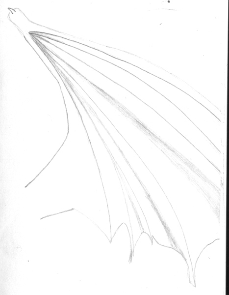 Random Dragon Wing