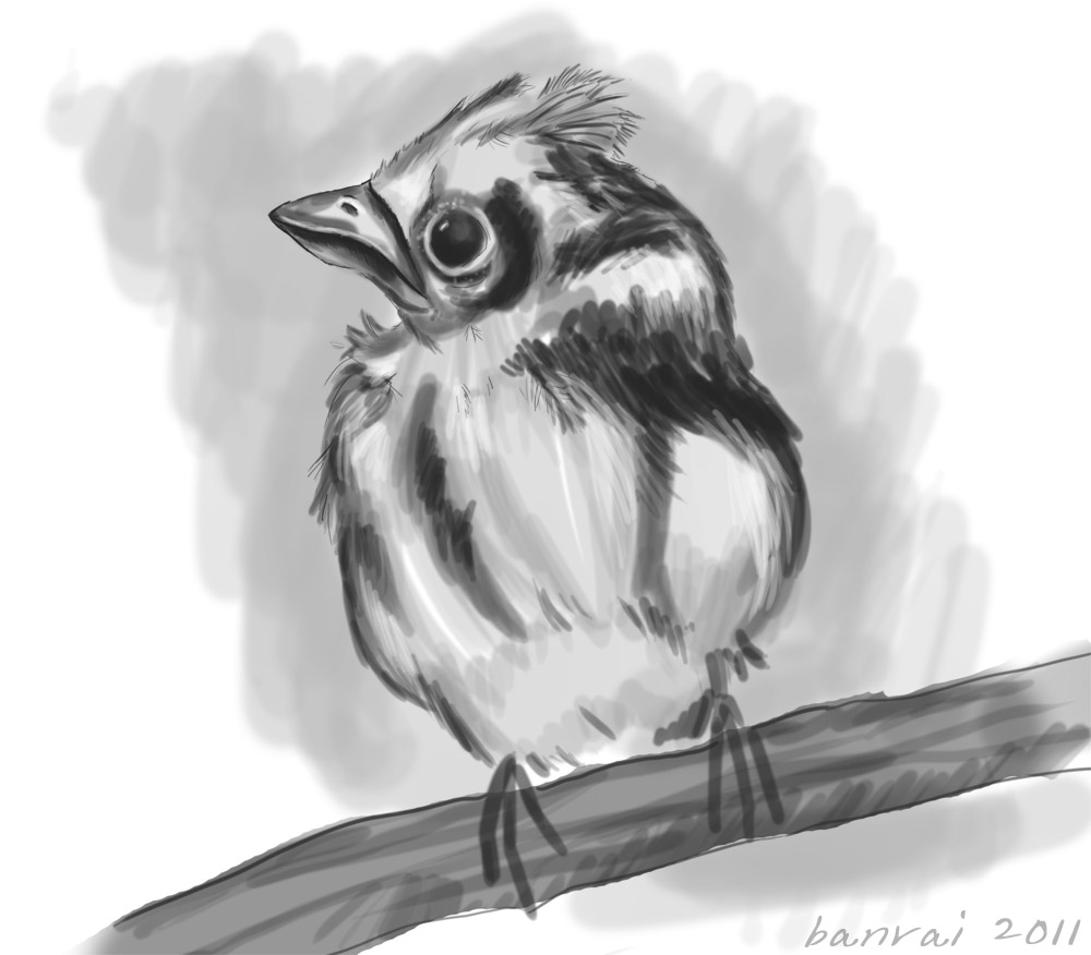 Baby Cardinal : Sketch