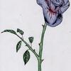 Blue Rose