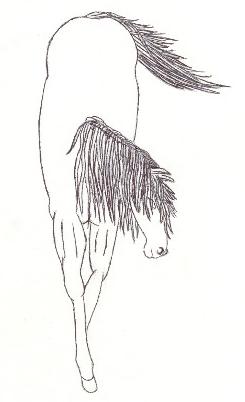 Horse 6