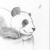 Lazy Panda