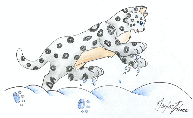 Snow Leopard