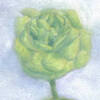 Green Rose