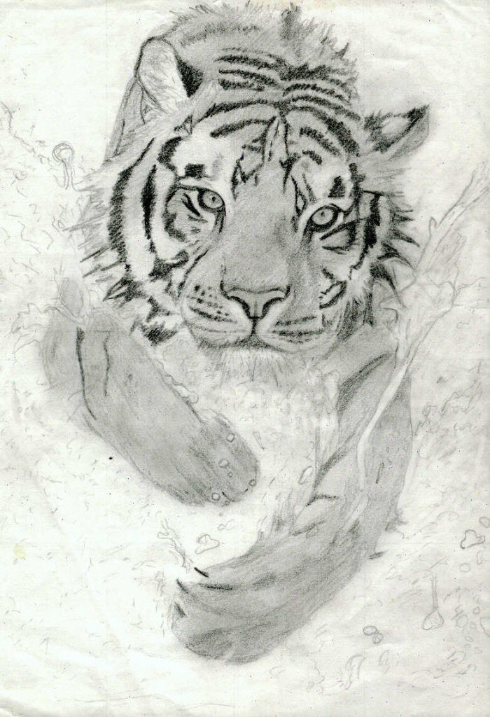 TIger