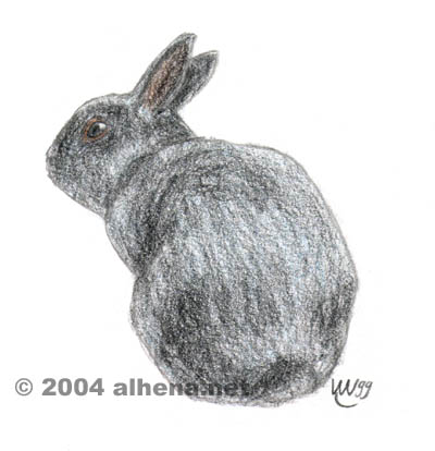 Dundee (dwarf rabbit)