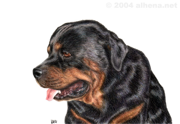 Rottweiler portrait