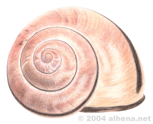 Snail shell