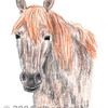 Horse Portrait