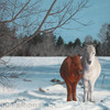 Horses in Snow