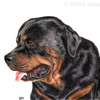 Rottweiler portrait