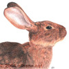 Belgian Hare Rabbit