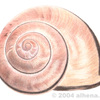 Snail shell