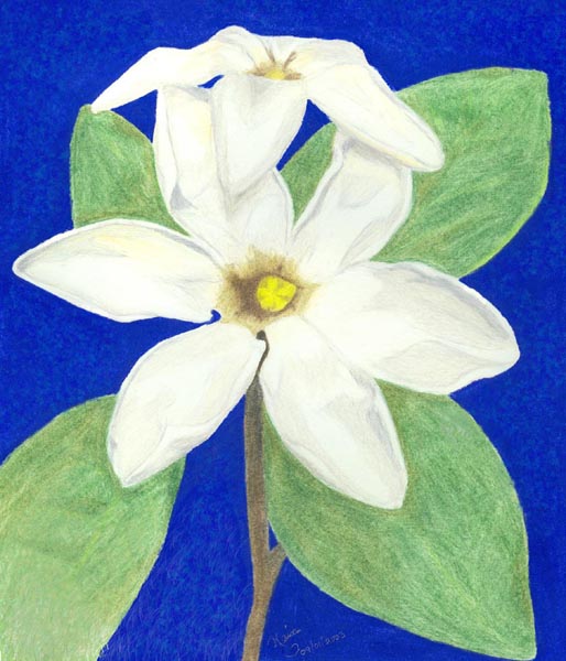 Gardenia