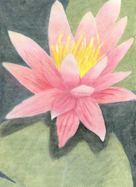 Waterlily