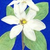 Gardenia