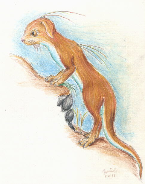 Blue-bellied Weasel like Thing