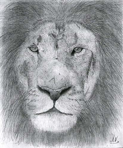 African lion