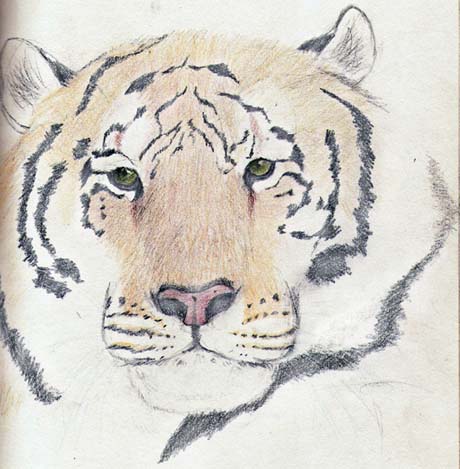 tiger