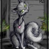 Grey Cat