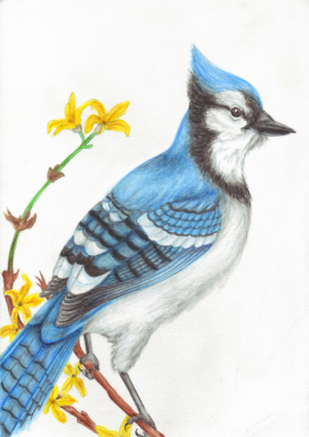 Blue Jay