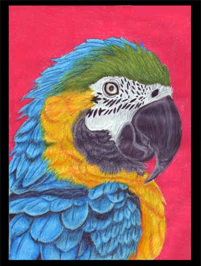 Macaw