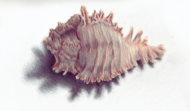 Shell