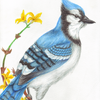 Blue Jay